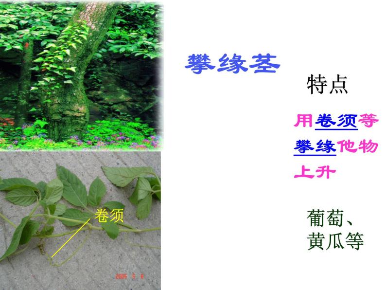 浙教版八下科学 4.4植物的茎与物质运输  课件08