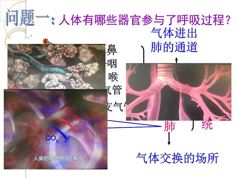 浙教版八下科学 3.5生物的呼吸和呼吸作用 课件第2页