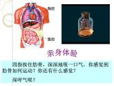 浙教版八下科学 3.5生物的呼吸和呼吸作用 课件