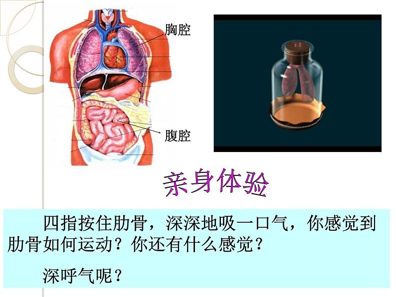 浙教版八下科学 3.5生物的呼吸和呼吸作用 课件第5页