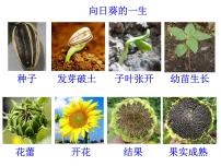 初中科学浙教版七年级下册第1节 新生命的诞生教学ppt课件