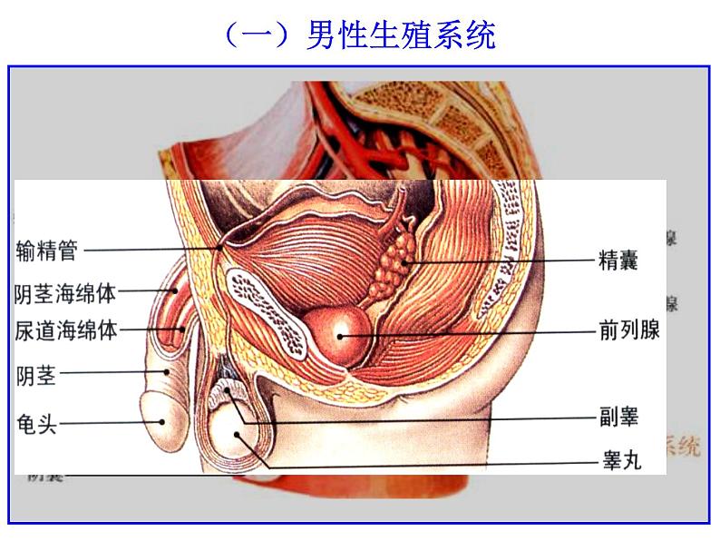 浙教版七下科学 1.1新生命的诞生 课件第7页