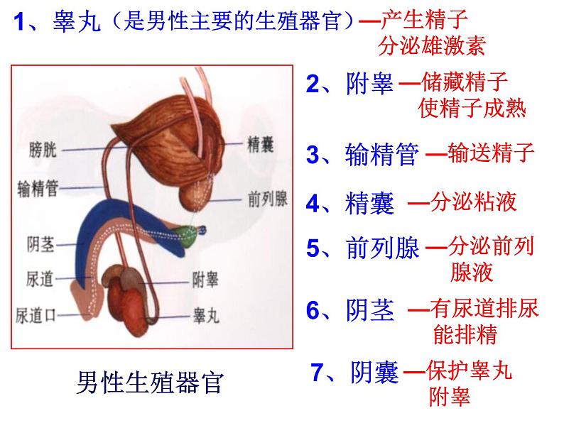 浙教版七下科学 1.1新生命的诞生 课件第8页