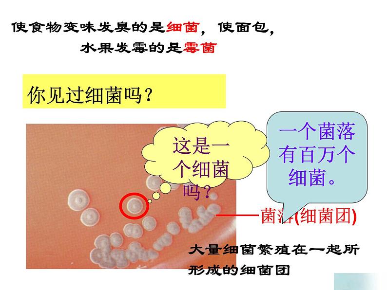 浙教版七下科学 1.6细菌和真菌的繁殖 课件04