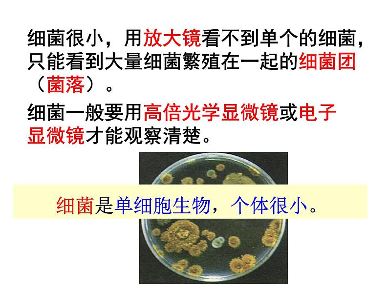 浙教版七下科学 1.6细菌和真菌的繁殖 课件05