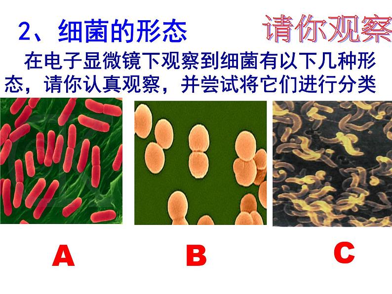 浙教版七下科学 1.6细菌和真菌的繁殖 课件06