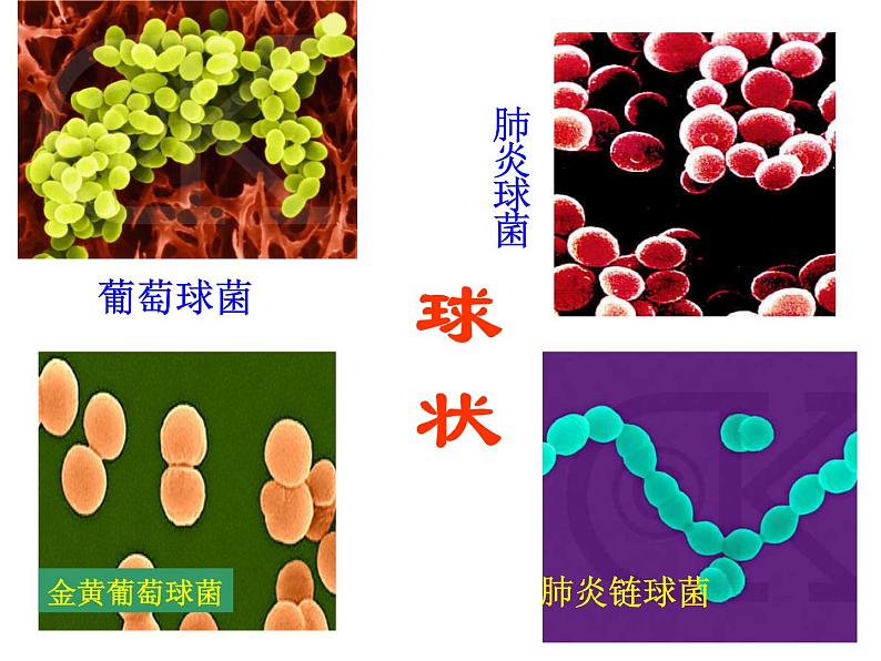 浙教版七下科学 1.6细菌和真菌的繁殖 课件07