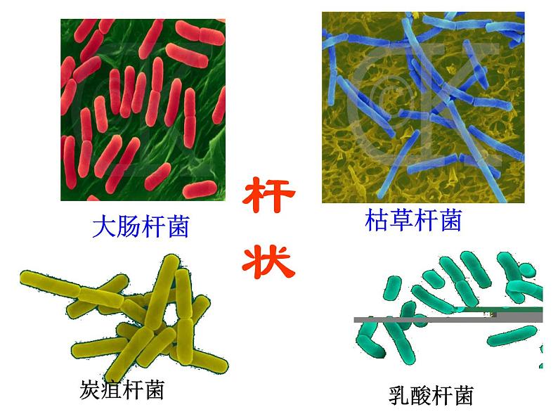 浙教版七下科学 1.6细菌和真菌的繁殖 课件08