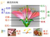 浙教版七下科学 1.5植物生殖方式的多样性 课件