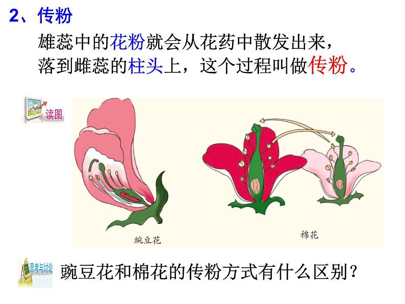 浙教版七下科学 1.5植物生殖方式的多样性 课件第4页