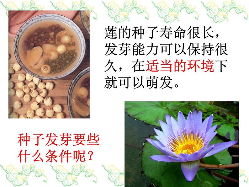 浙教版七下科学 1.4植物的一生 课件第3页