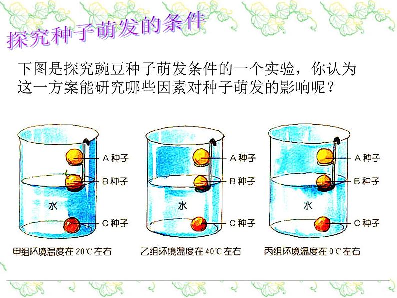 浙教版七下科学 1.4植物的一生 课件第5页