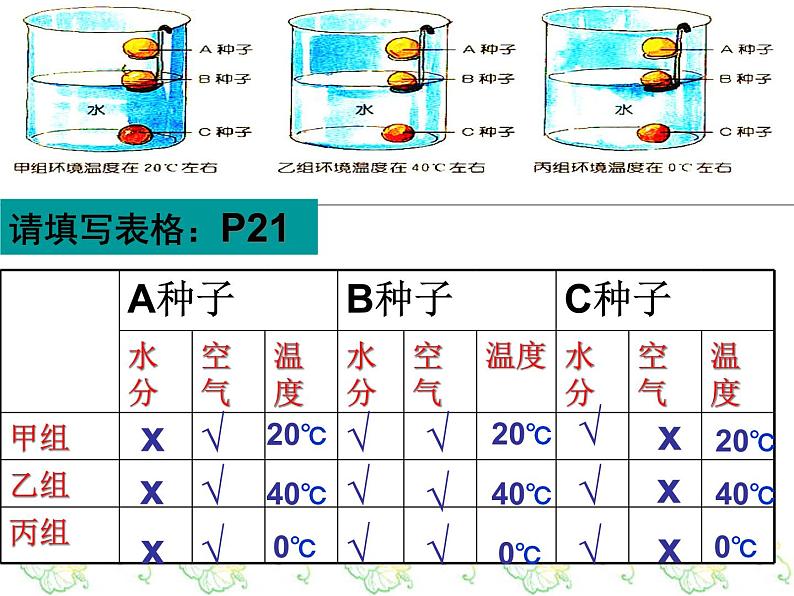 浙教版七下科学 1.4植物的一生 课件第6页