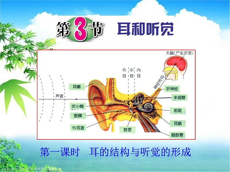 浙教版七下科学 2.3耳和听觉 课件第1页