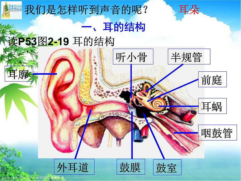 浙教版七下科学 2.3耳和听觉 课件第3页