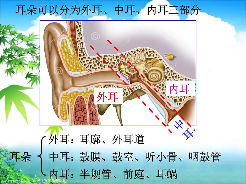 浙教版七下科学 2.3耳和听觉 课件第4页