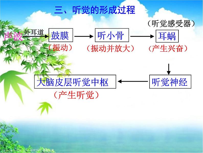 浙教版七下科学 2.3耳和听觉 课件第7页