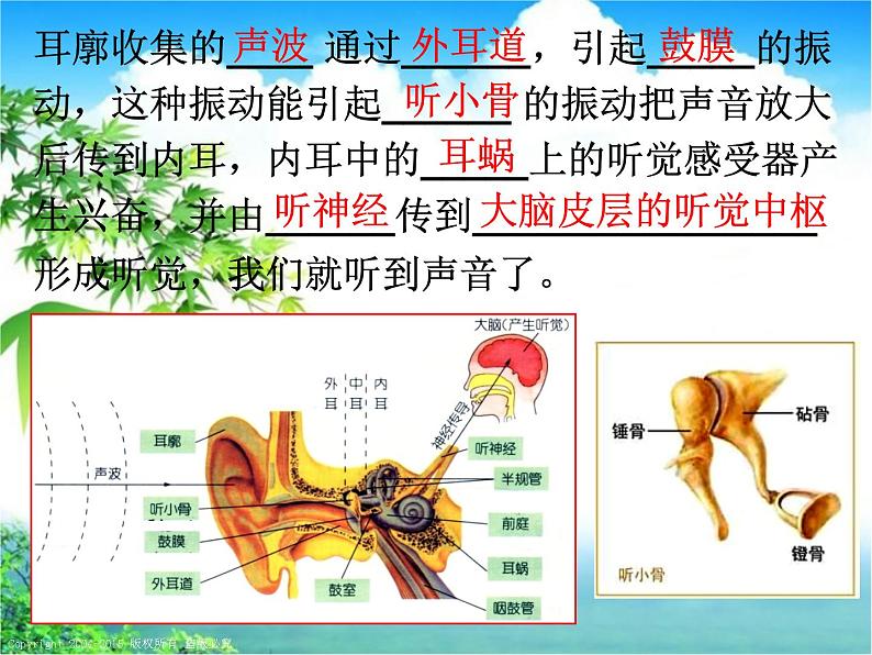 浙教版七下科学 2.3耳和听觉 课件第8页