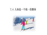 华师大版八年级下册科学 7.4人体是一个统一的整体 课件