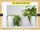 浙教版八下科学 第4章 植物与土壤复习 课件