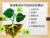 浙教版八下科学 第4章 植物与土壤复习 课件