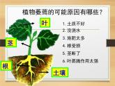 浙教版八下科学 第4章 植物与土壤复习 课件