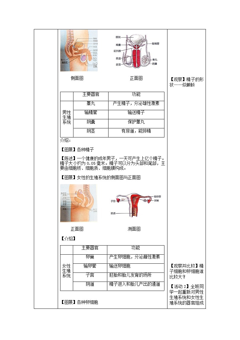 华师大版七年级下册科学 6.2人的生殖与发育 教案第3页