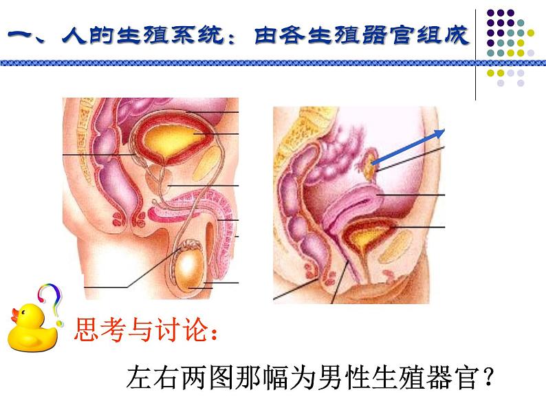 华师大版七年级下册科学 6.2人的生殖与发育 课件05