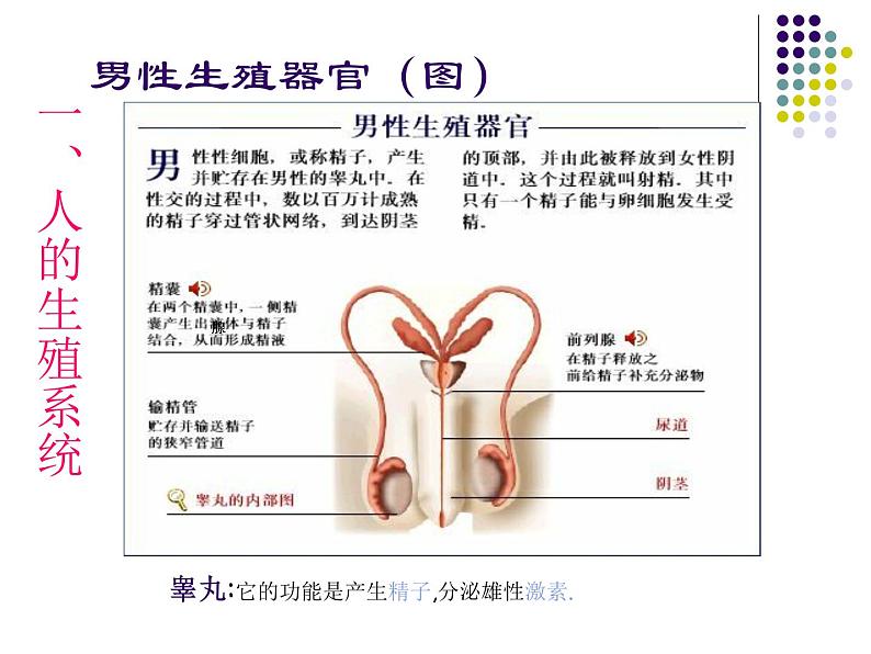 华师大版七年级下册科学 6.2人的生殖与发育 课件07