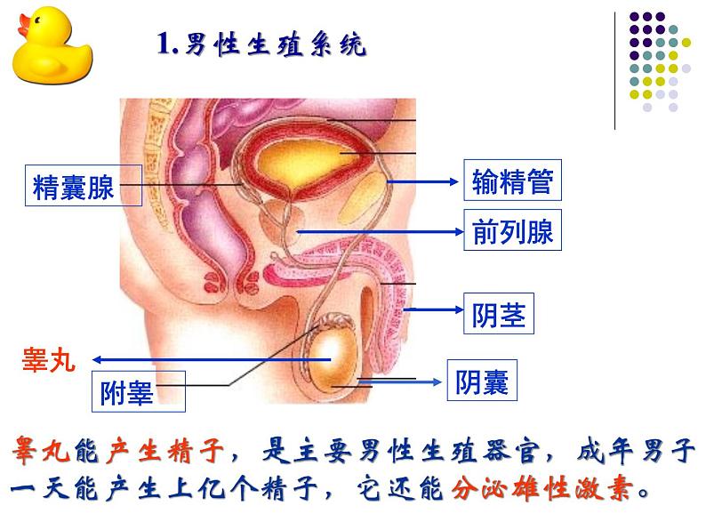 华师大版七年级下册科学 6.2人的生殖与发育 课件08