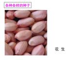 华师大版七年级下册科学 7.2种子的萌发和幼苗形成 课件