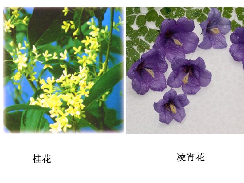 华师大版七年级下册科学 7.1绿色开花植物的有性生殖和发育 课件03