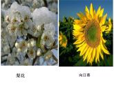 华师大版七年级下册科学 7.1绿色开花植物的有性生殖和发育 课件