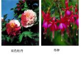 华师大版七年级下册科学 7.1绿色开花植物的有性生殖和发育 课件