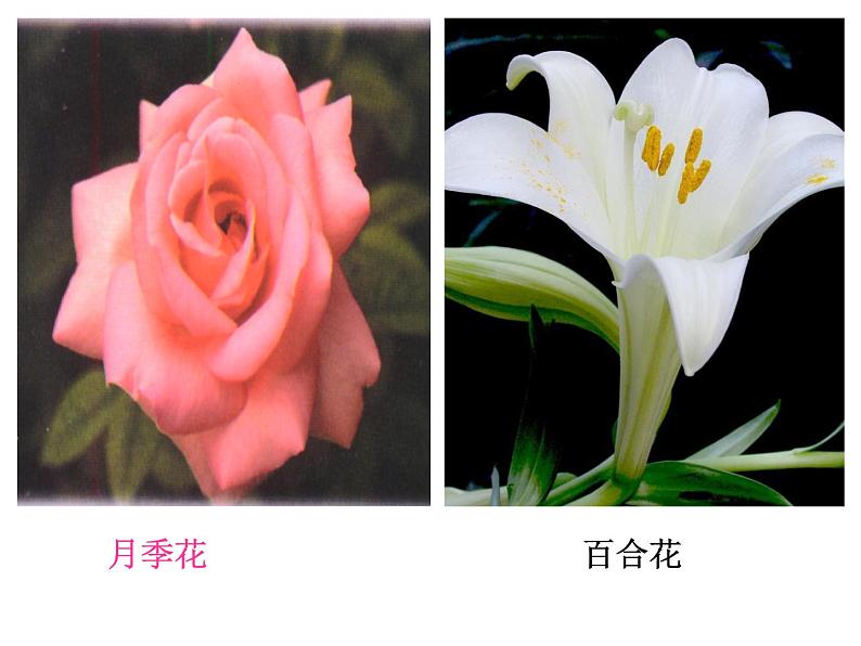 华师大版七年级下册科学 7.1绿色开花植物的有性生殖和发育 课件06