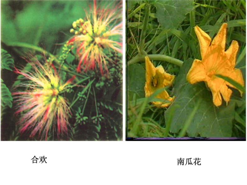 华师大版七年级下册科学 7.1绿色开花植物的有性生殖和发育 课件07