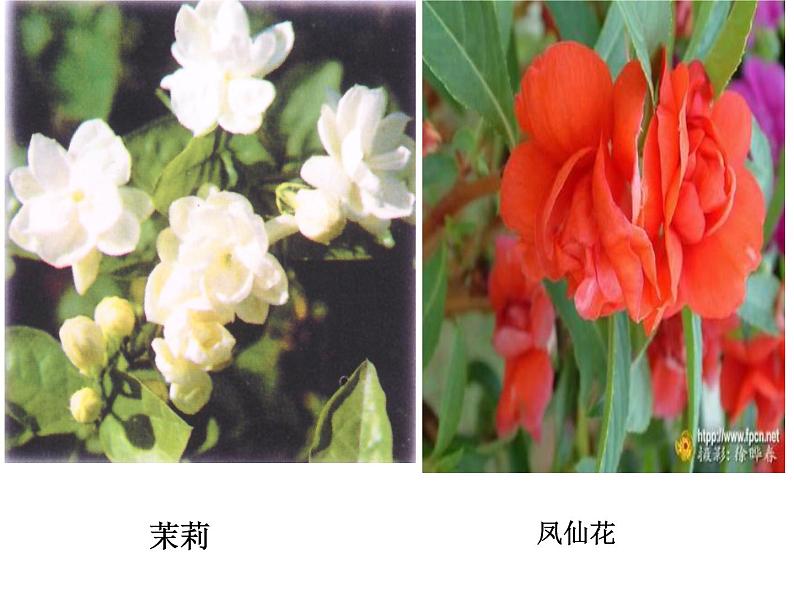 华师大版七年级下册科学 7.1绿色开花植物的有性生殖和发育 课件08