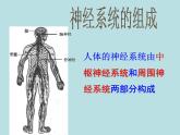 华师大版八年级下册科学 7.2人体生命活动的神经调节 课件