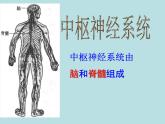 华师大版八年级下册科学 7.2人体生命活动的神经调节 课件