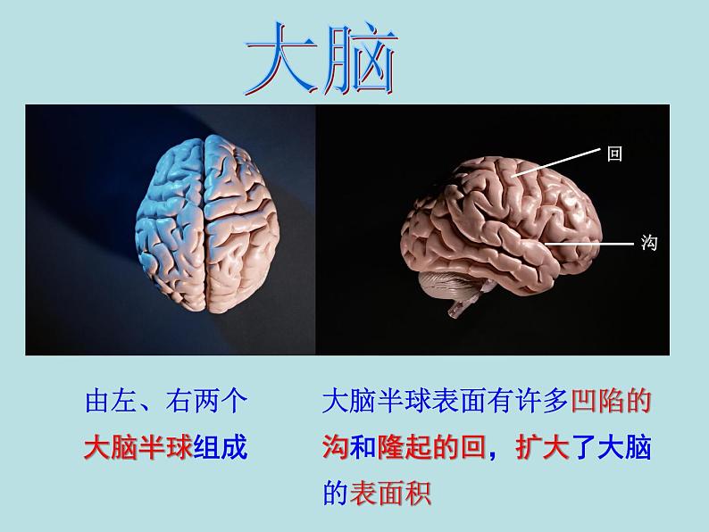 华师大版八年级下册科学 7.2人体生命活动的神经调节 课件第6页