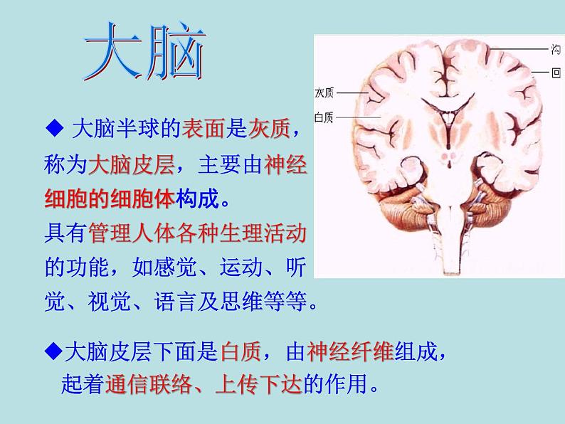 华师大版八年级下册科学 7.2人体生命活动的神经调节 课件第7页