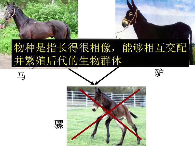 华师大版七年级下册科学 5.1种群和群落 课件03