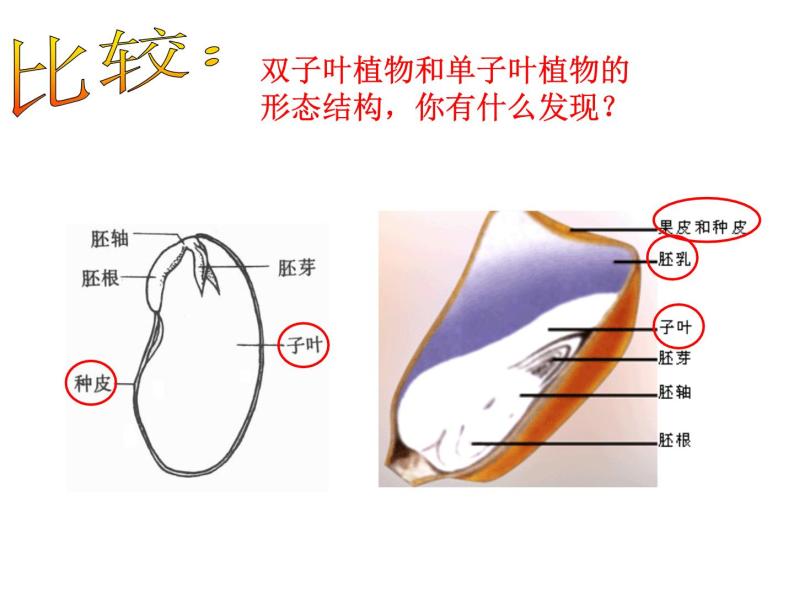 华师大版七年级下册科学 7.2种子的萌发和幼苗形成 课件08