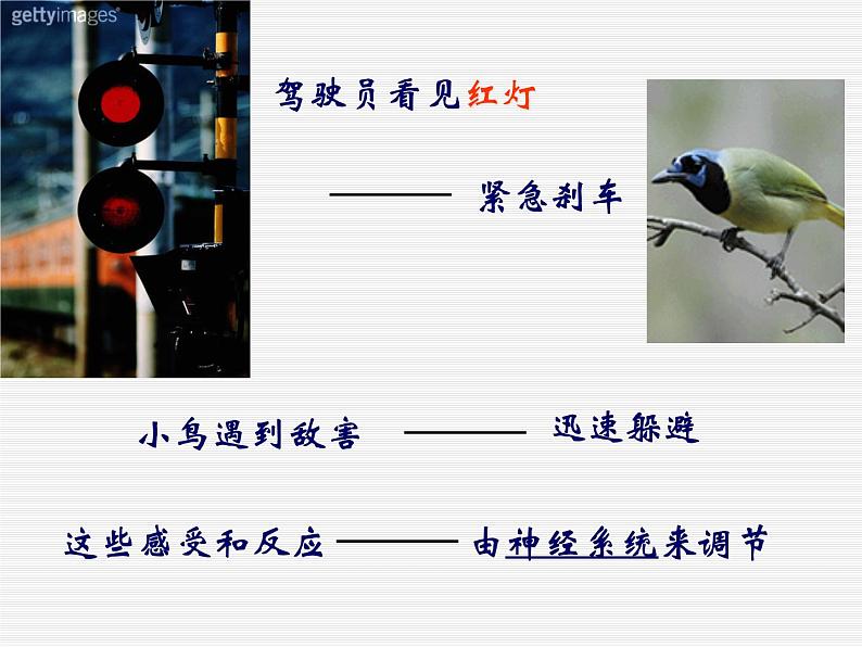 华师大版八年级下册科学 7.2人体生命活动的神经调节 课件第2页