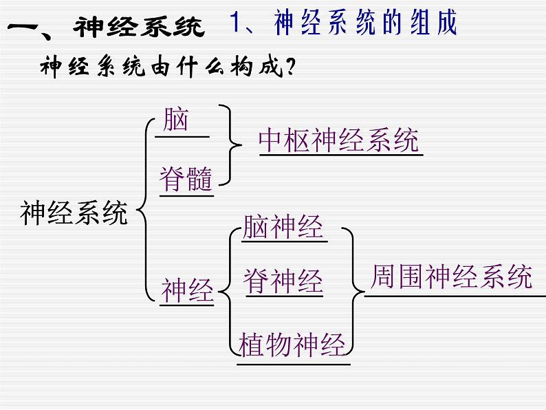 华师大版八年级下册科学 7.2人体生命活动的神经调节 课件第3页