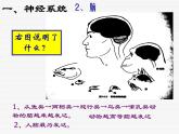 华师大版八年级下册科学 7.2人体生命活动的神经调节 课件