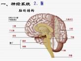 华师大版八年级下册科学 7.2人体生命活动的神经调节 课件