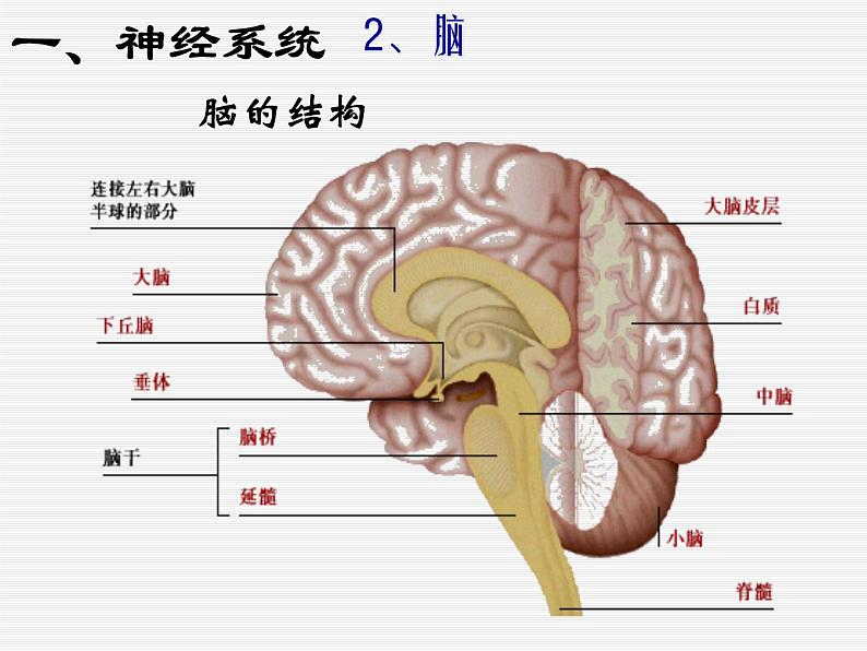 华师大版八年级下册科学 7.2人体生命活动的神经调节 课件第5页