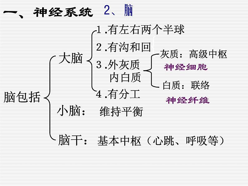 华师大版八年级下册科学 7.2人体生命活动的神经调节 课件第6页