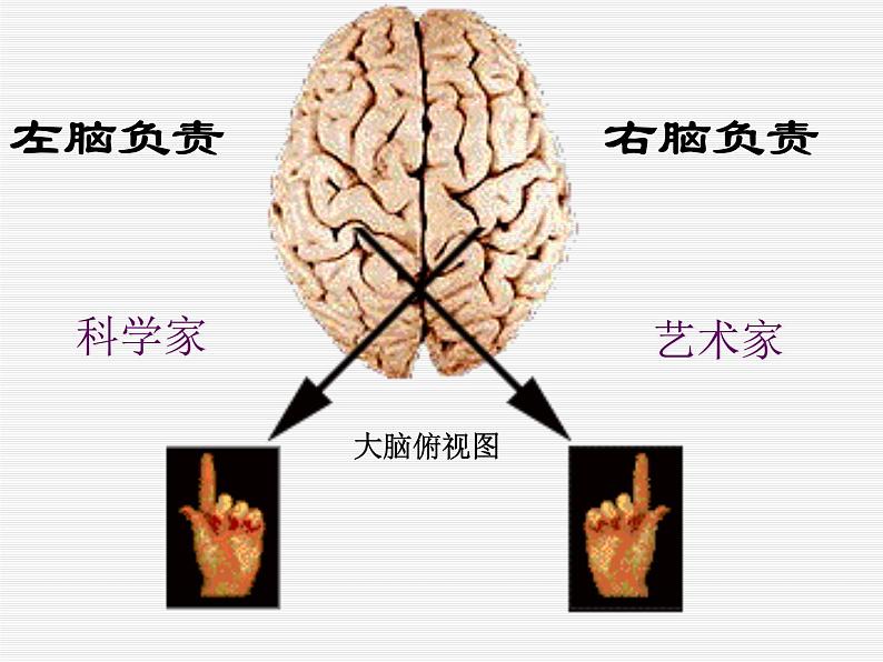 华师大版八年级下册科学 7.2人体生命活动的神经调节 课件第7页